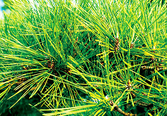 コウヤマキ枝／葉エキス